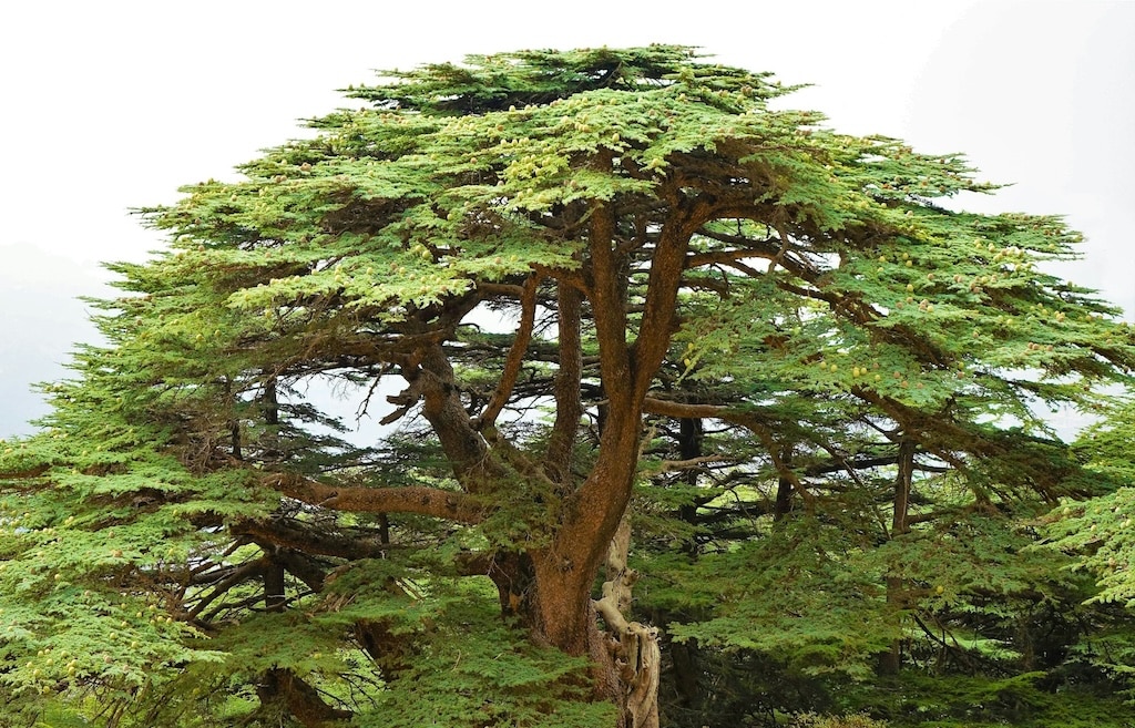 lebanon-and-the-bible